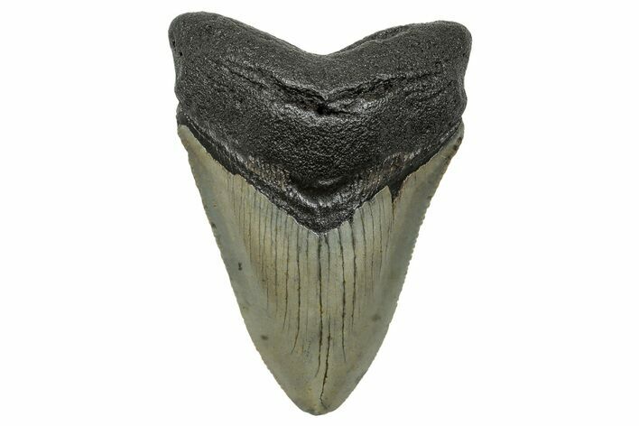 Serrated, Fossil Megalodon Tooth - North Carolina #272524